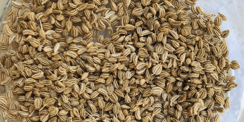 Carom Seeds – Ajwain – اجوائن