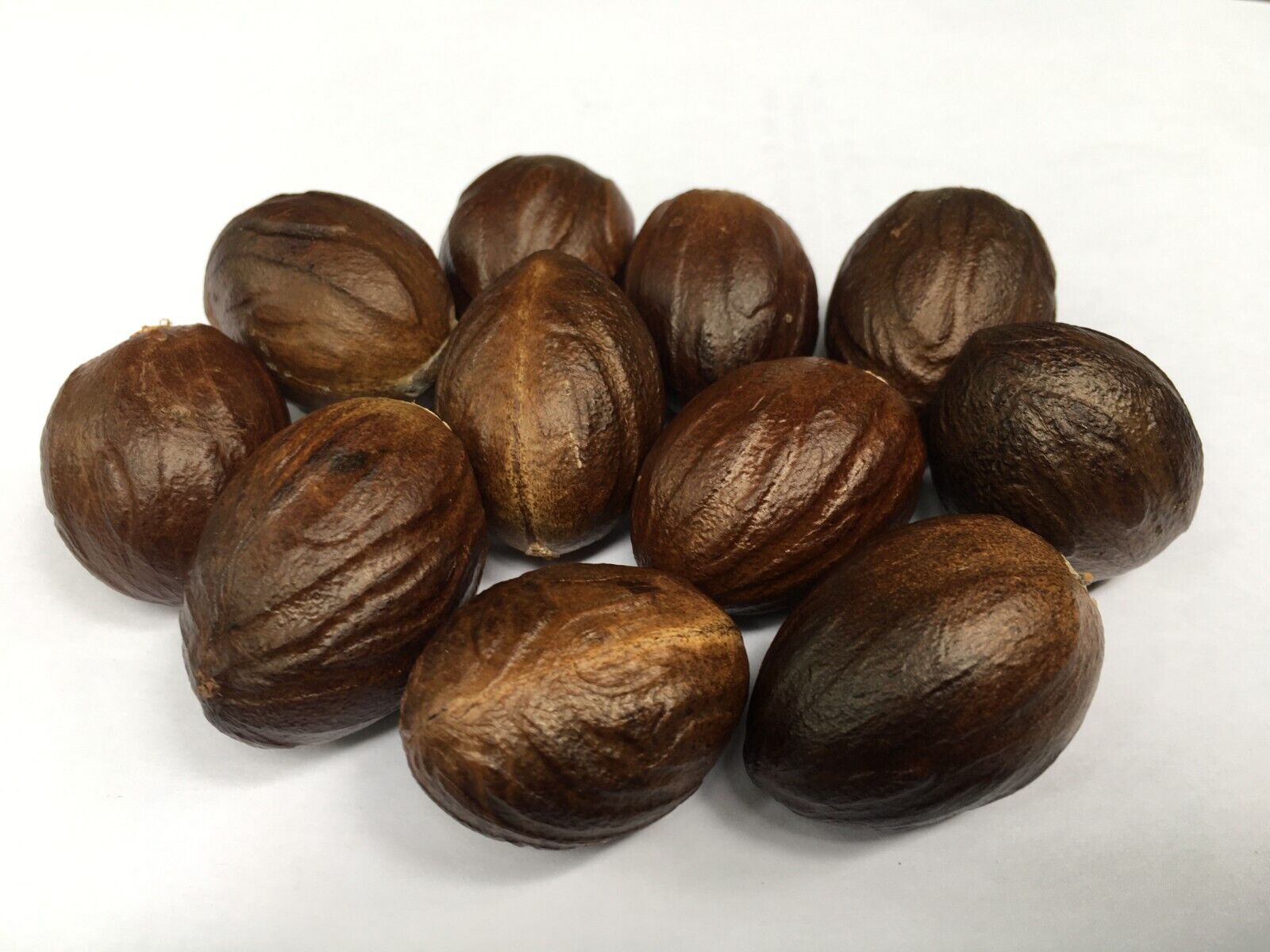 Nutmeg – Jaefil – جائفل